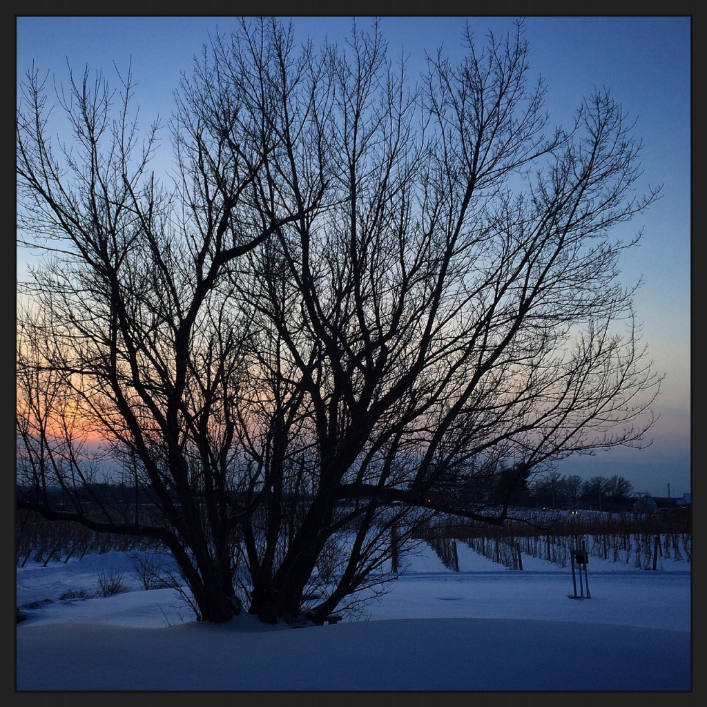 Wintertime scene of a tree in a snowy vineyard